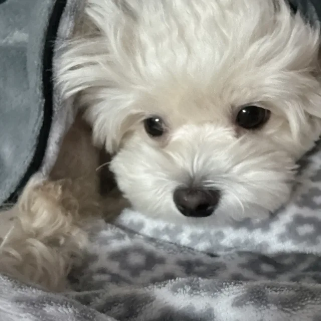 보리언니