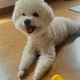 조아