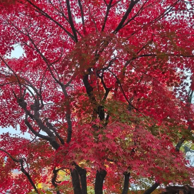고운단풍