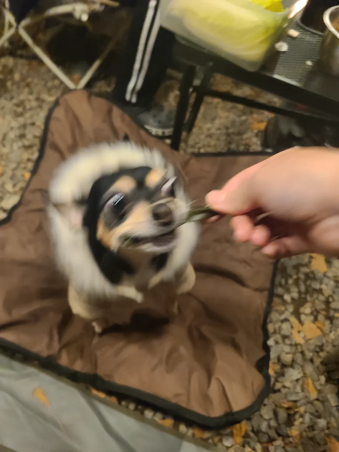 멍뭉이
