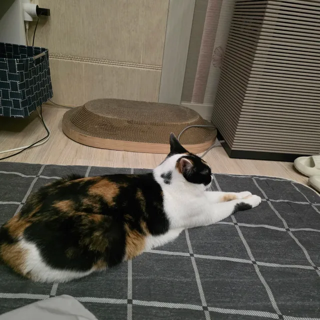 별이콩이삼순이똘이