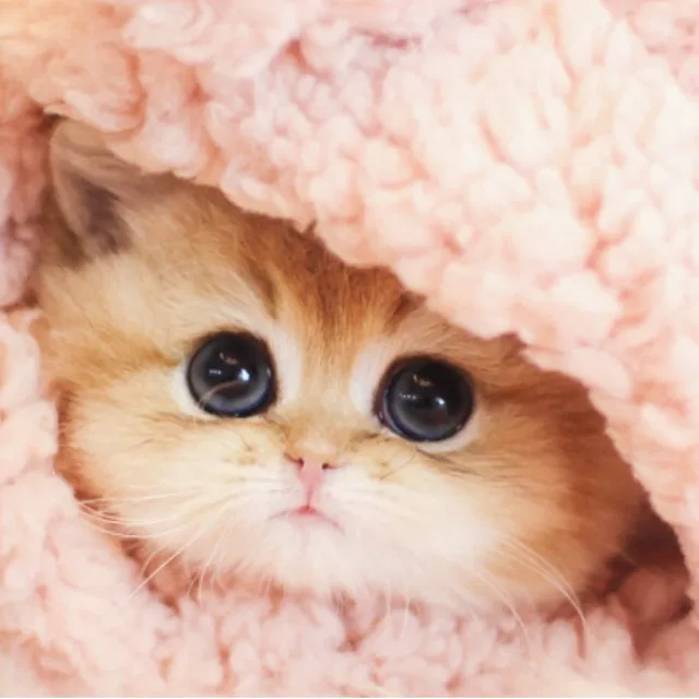 행복이네