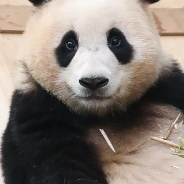 당근안먹어요