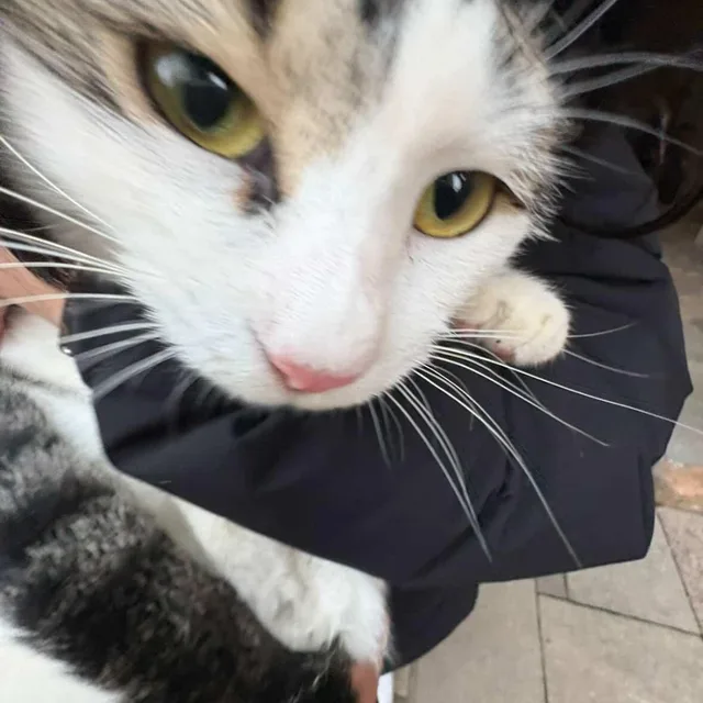 츄파츕스