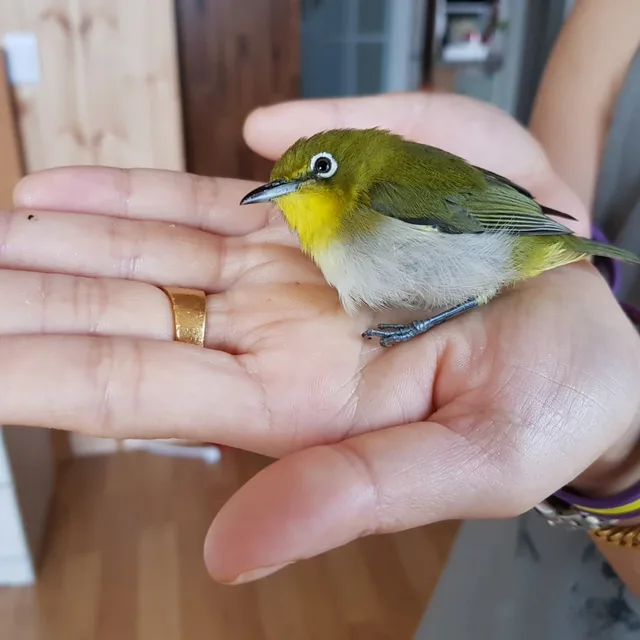 무사마씸