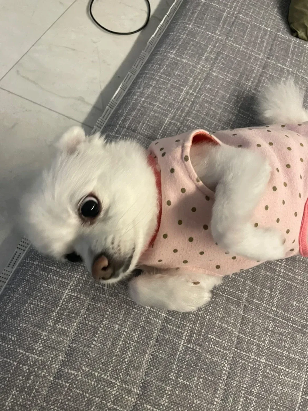 룰루