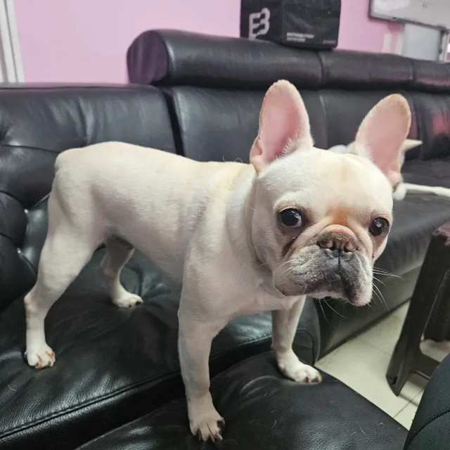 당근주스
