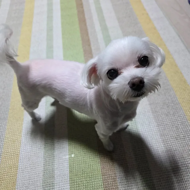듀크