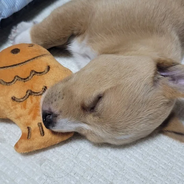 쪼꼼애요