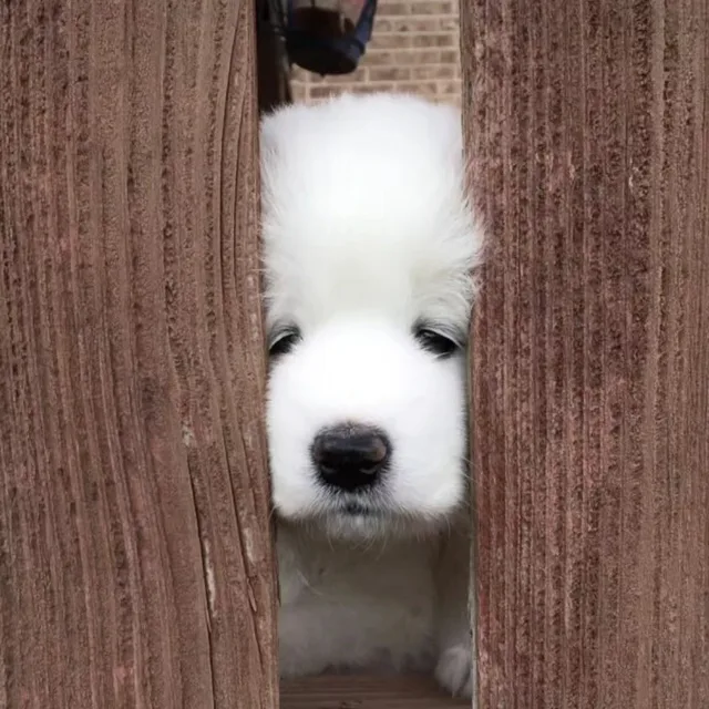 멍멍이