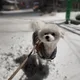 하찌