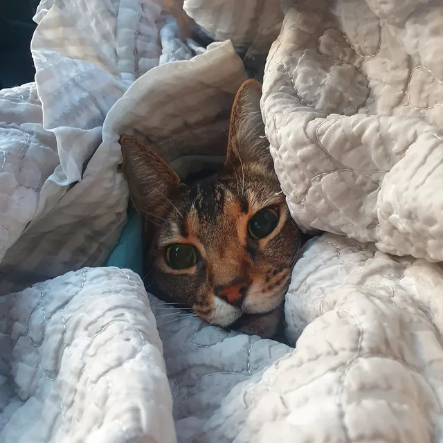 리안이