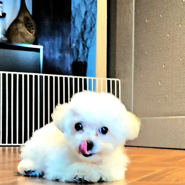 령프로