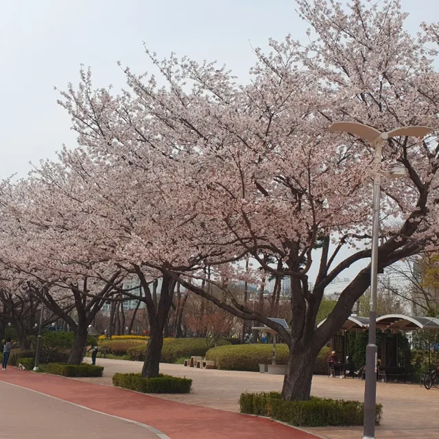 콩삐약