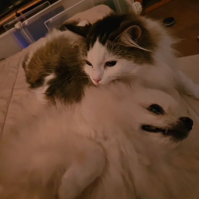 하륑