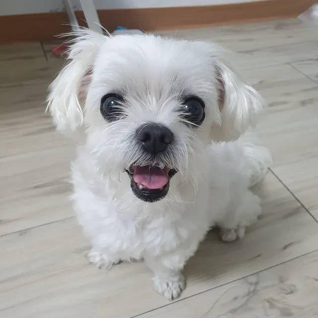 단비