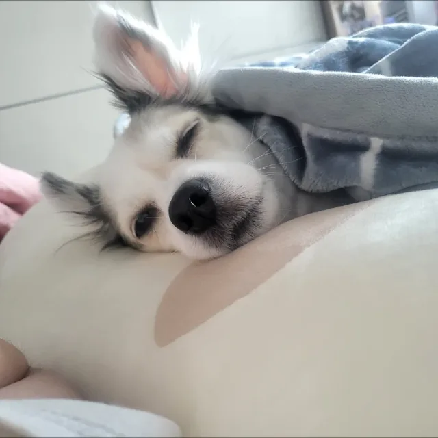 or라