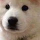 또치
