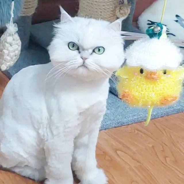 파니