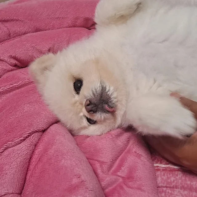 멍뭉