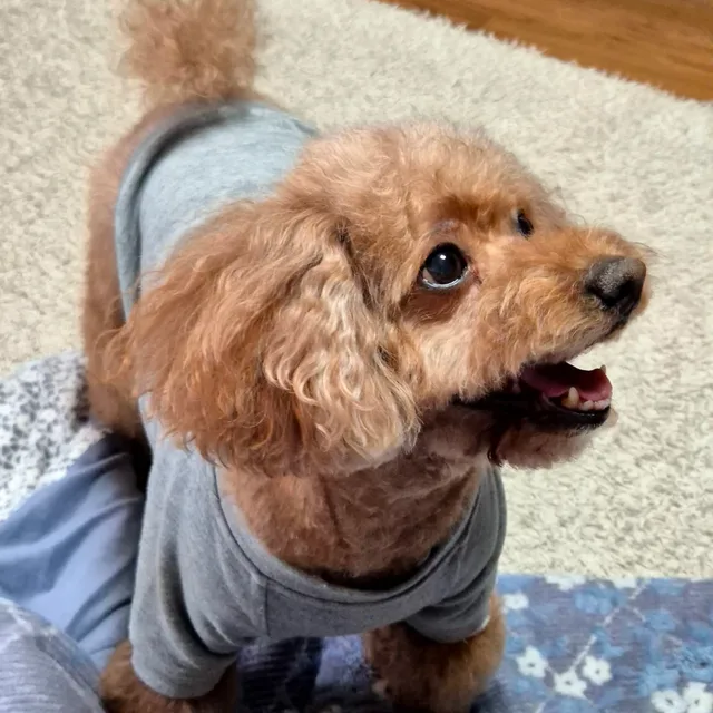 별이
