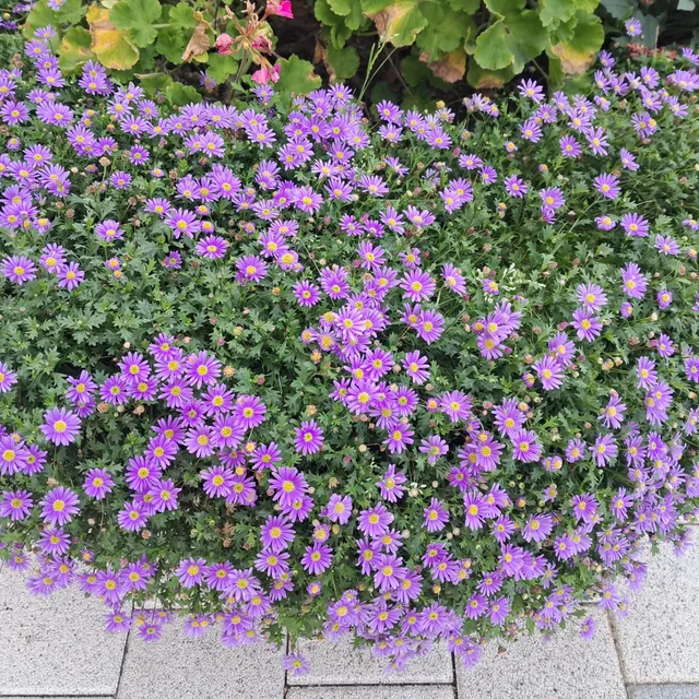 두식이맘