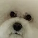 콩이