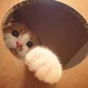 언니