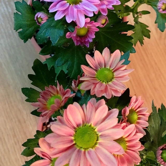 가람