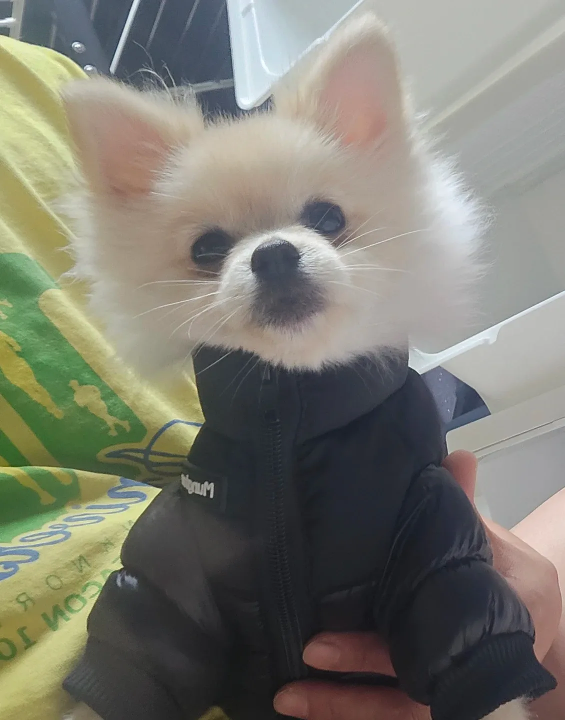키로로이
