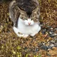 지밀