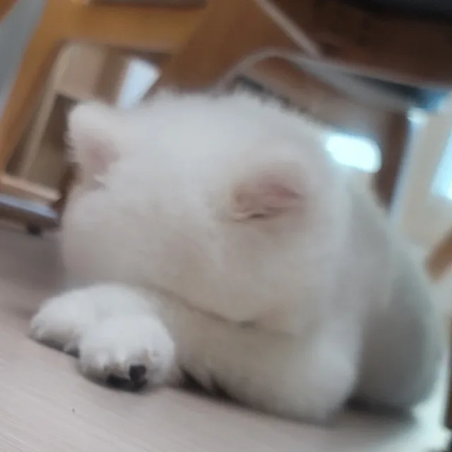 개똥이