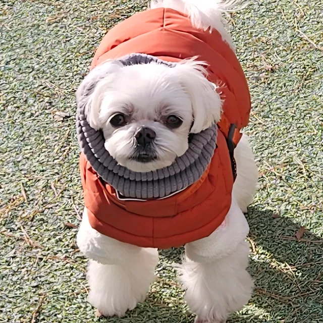 달고미