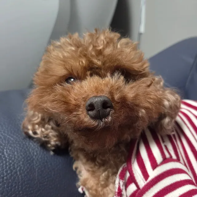 미뇸