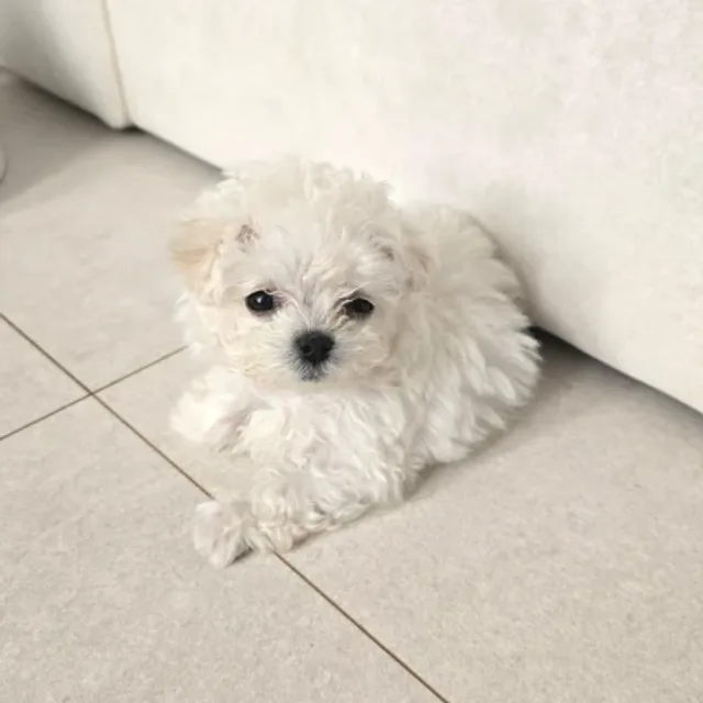 티티