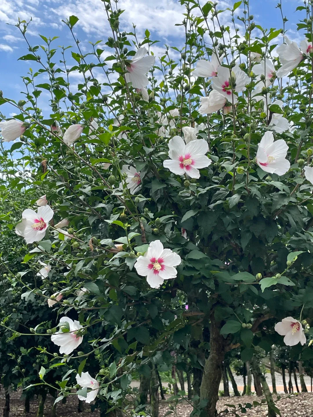 하늘향기