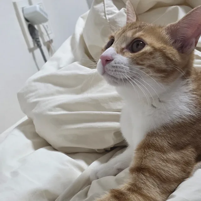 뒷집야끼소바세트