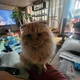 나폴리신사