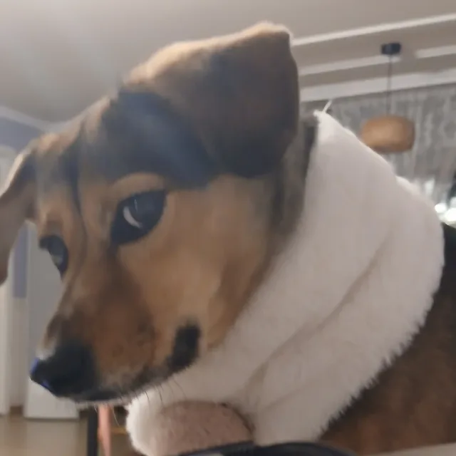 슬픈하루살이