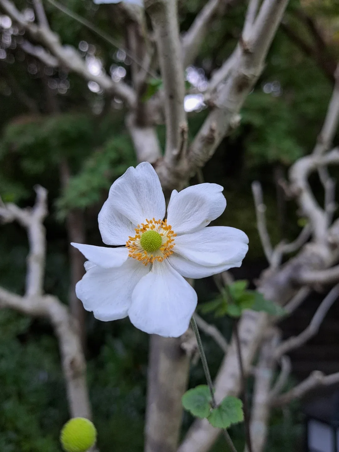 샛별