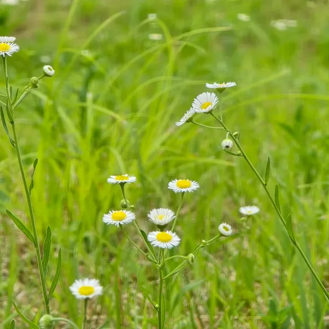 앤셜리