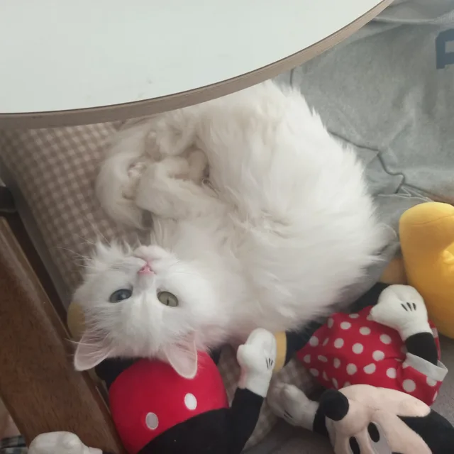 뽀야