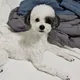 냥곰