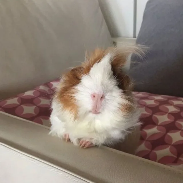 단무