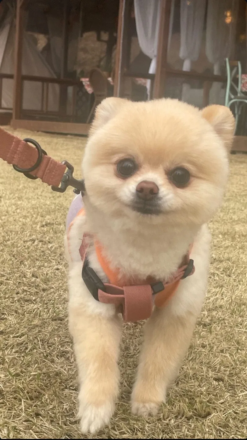 진카야지