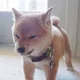 된장맨