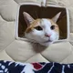 앙마쟁이