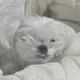 불꽃