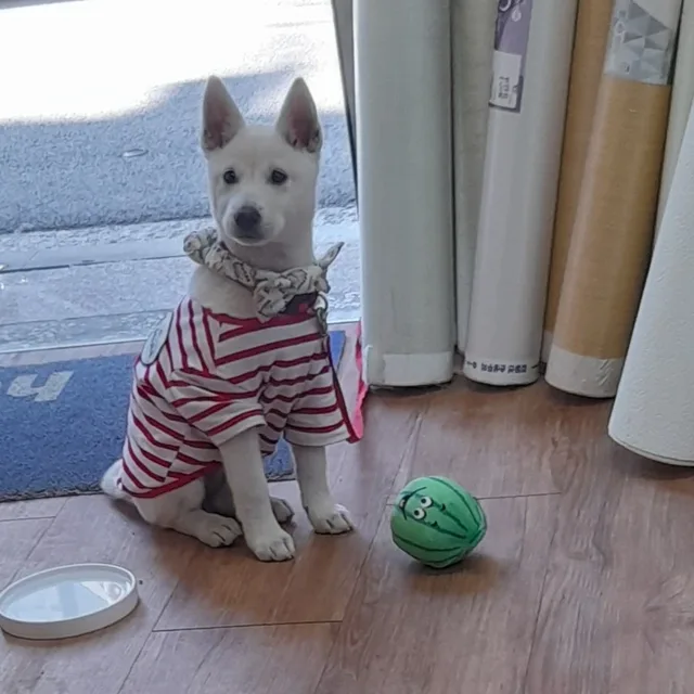 보비