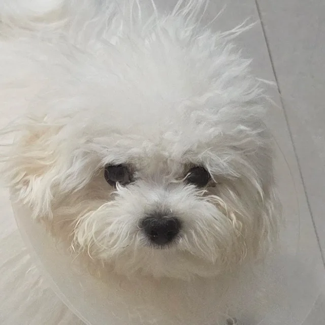 키티
